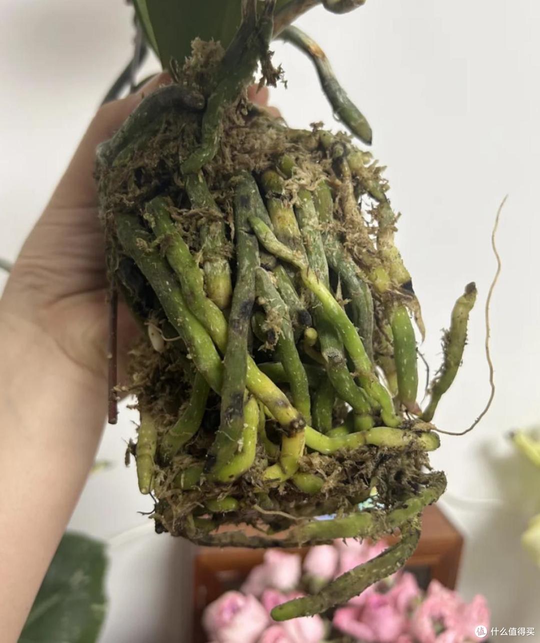 养了9年蝴蝶兰,我发现了一个爆根小秘诀,每年都开花,太美了!
