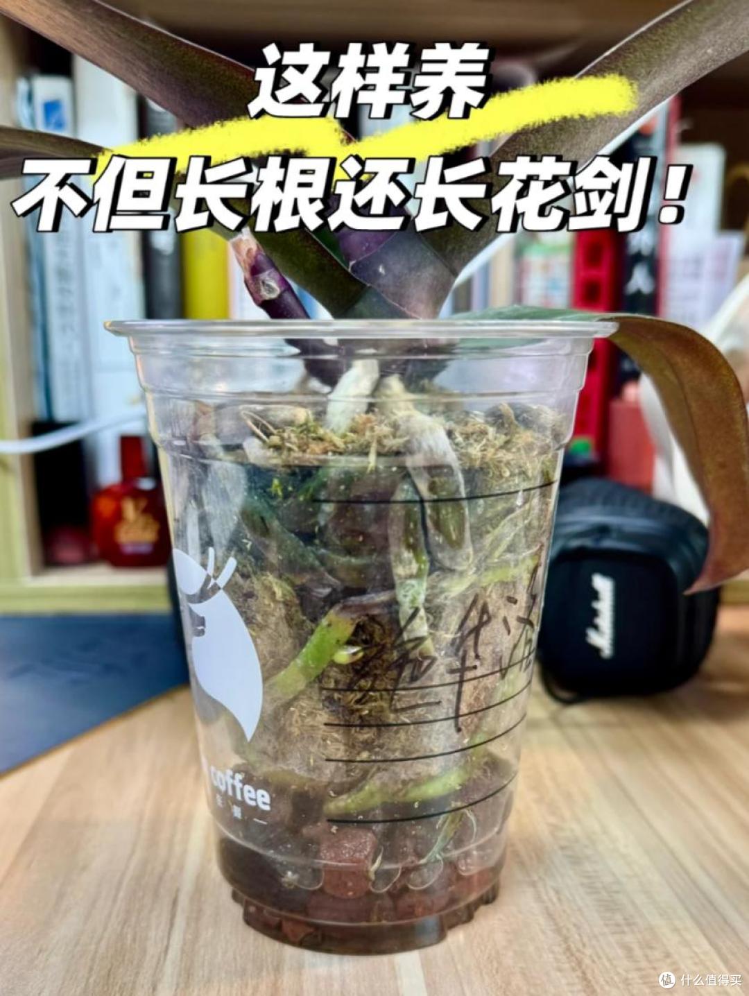 养了9年蝴蝶兰,我发现了一个爆根小秘诀,每年都开花,太美了!