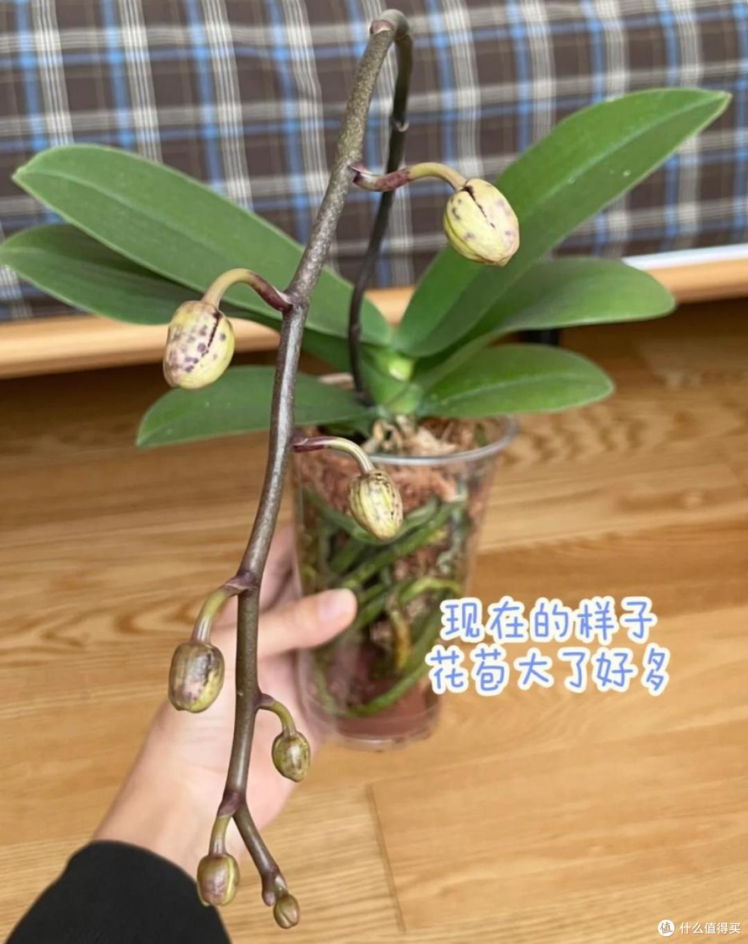 养了9年蝴蝶兰,我发现了一个爆根小秘诀,每年都开花,太美了!