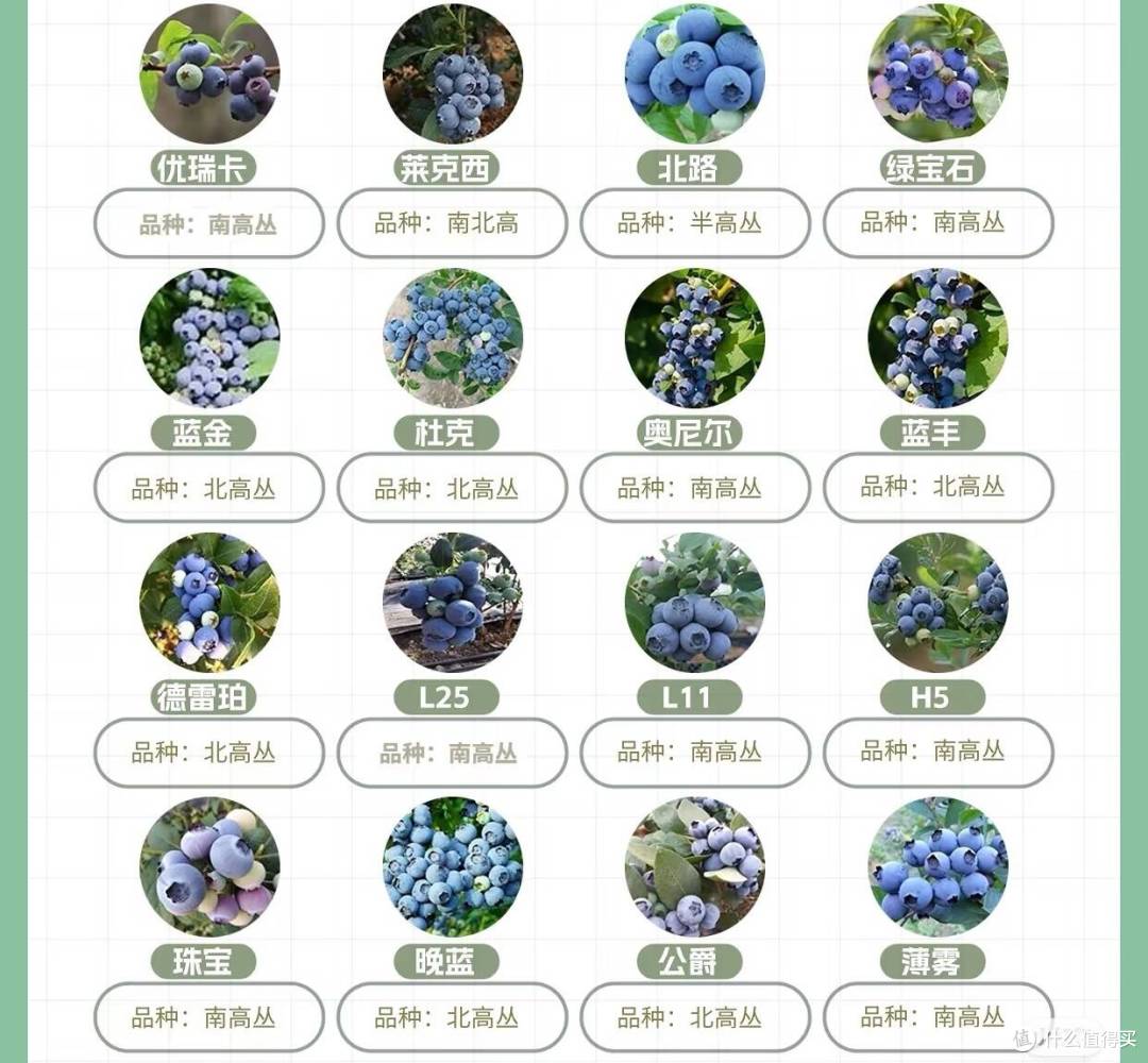 蓝莓价格大跳水！从百元一斤到9.9一盒，这些选购冷知识快码住