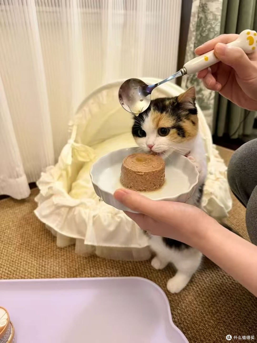 主食罐头哪个牌子好吃一点?适合幼猫的主食罐头推荐测评