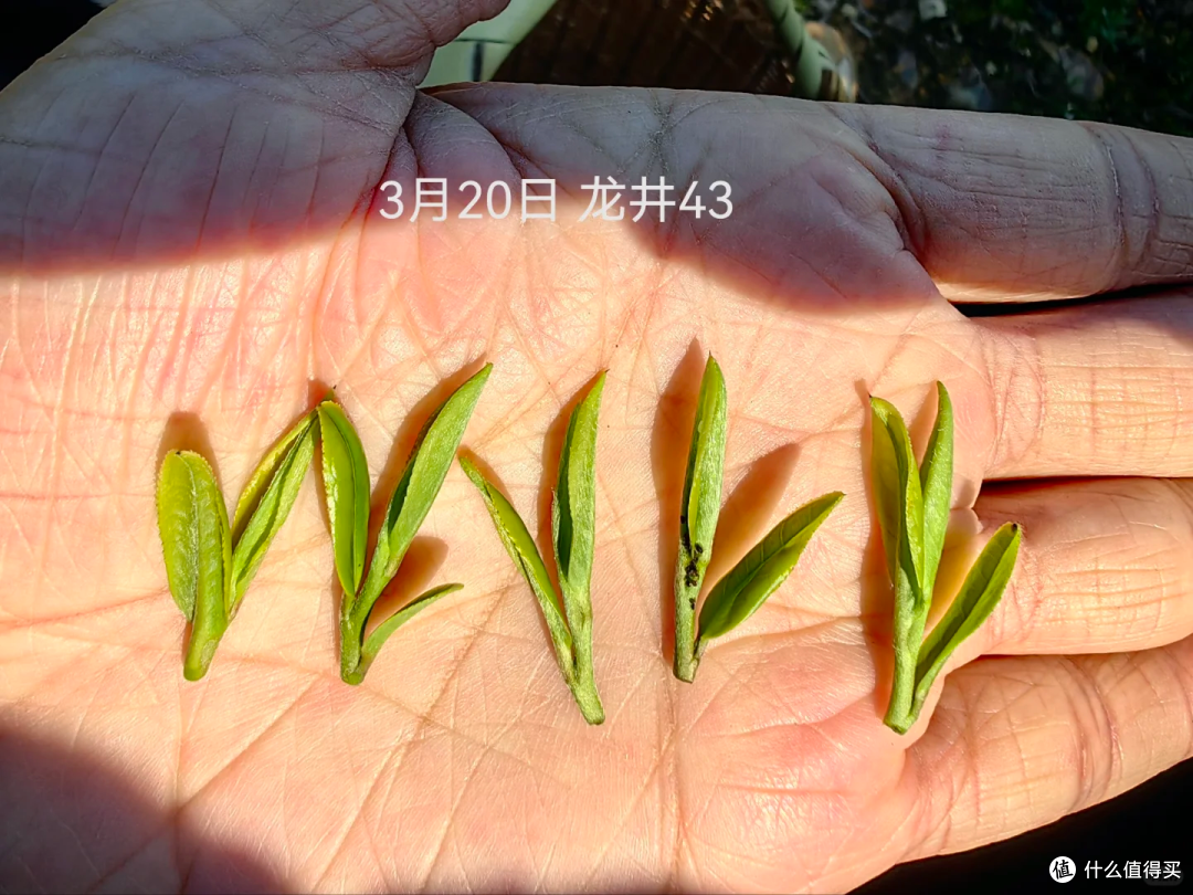 西湖龙井和龙井茶的区别在哪?龙井和龙芽的区别？