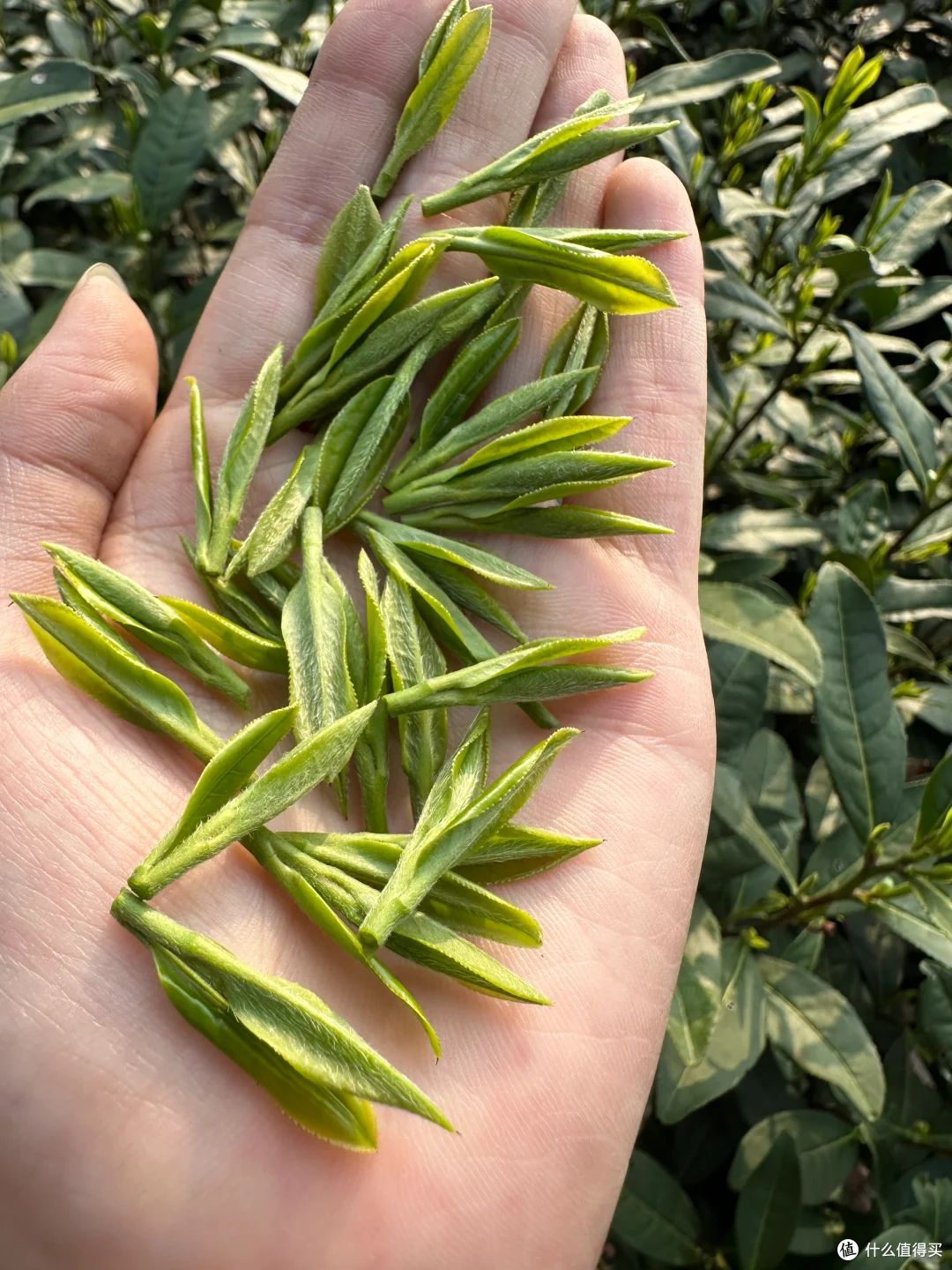 西湖龙井和龙井茶的区别在哪?龙井和龙芽的区别？