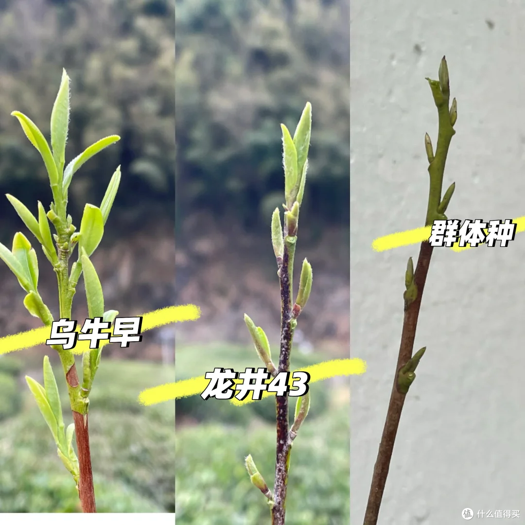 西湖龙井和龙井茶的区别在哪?龙井和龙芽的区别？