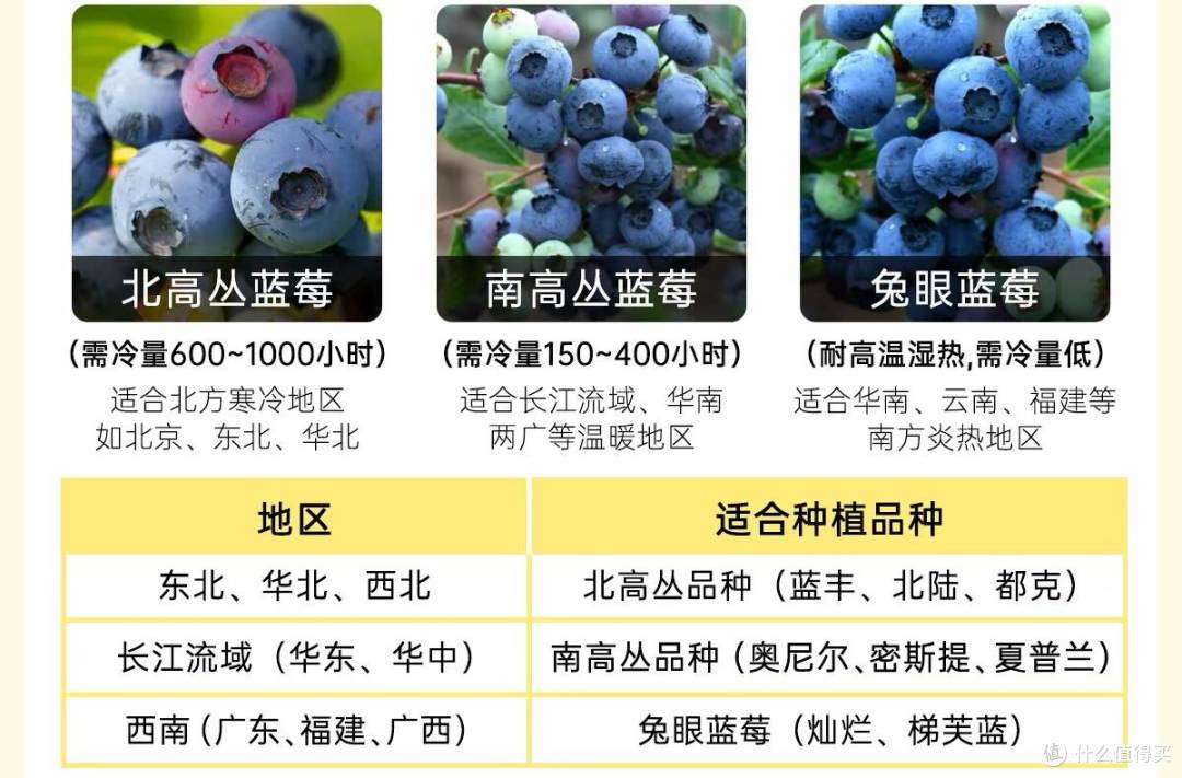 蓝莓价格大跳水！从百元一斤到9.9一盒，这些选购冷知识快码住