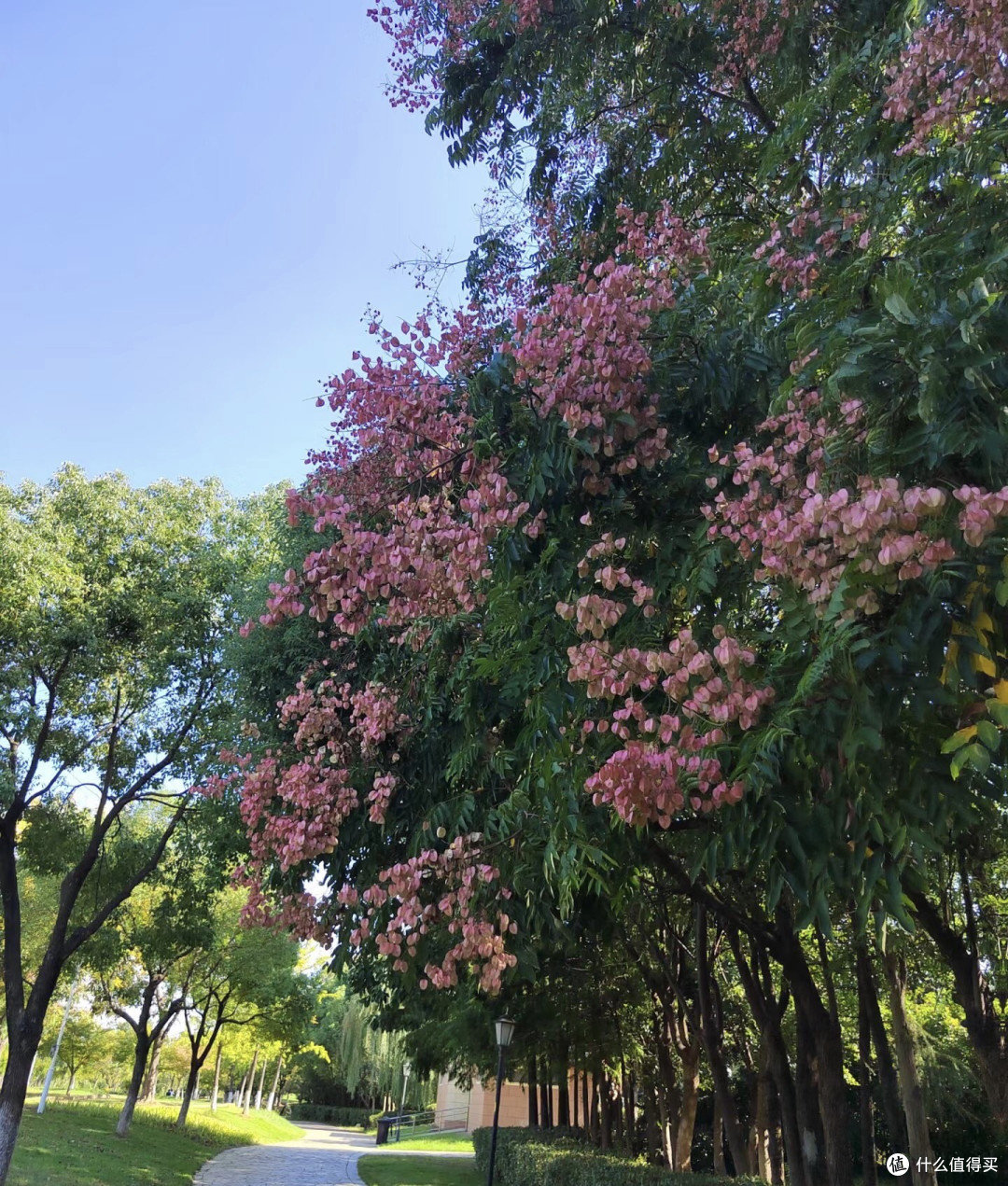 吃货必备：黑椒牛仔骨的魅力
