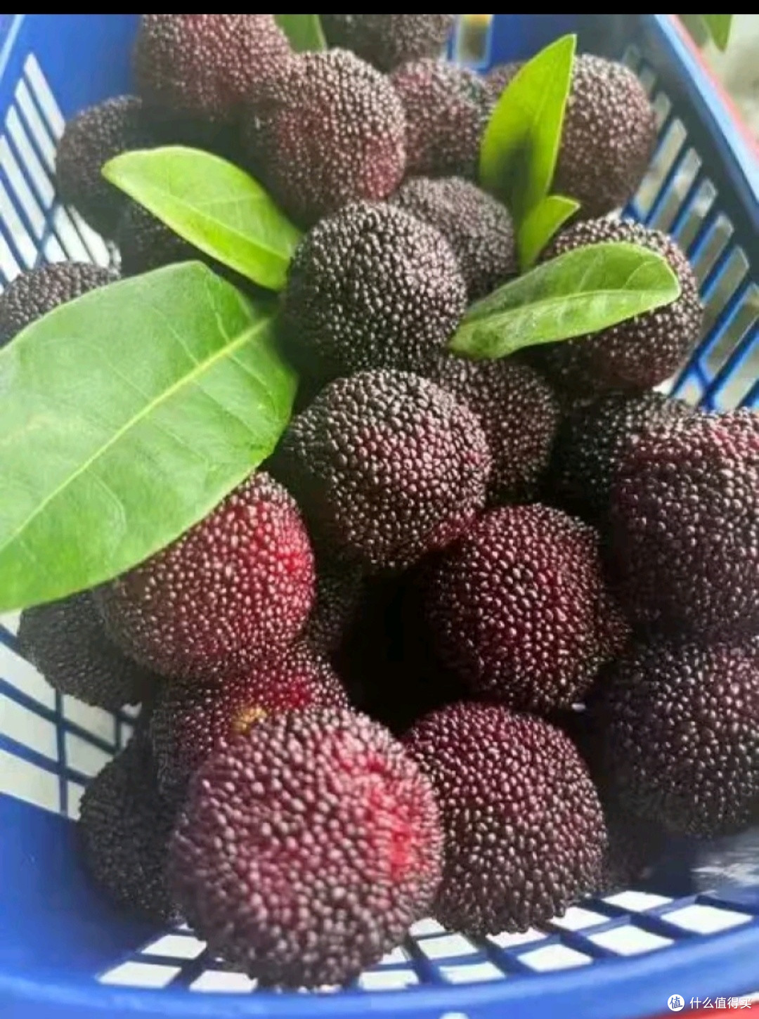 春末杨梅:酸甜交织的味蕾盛宴