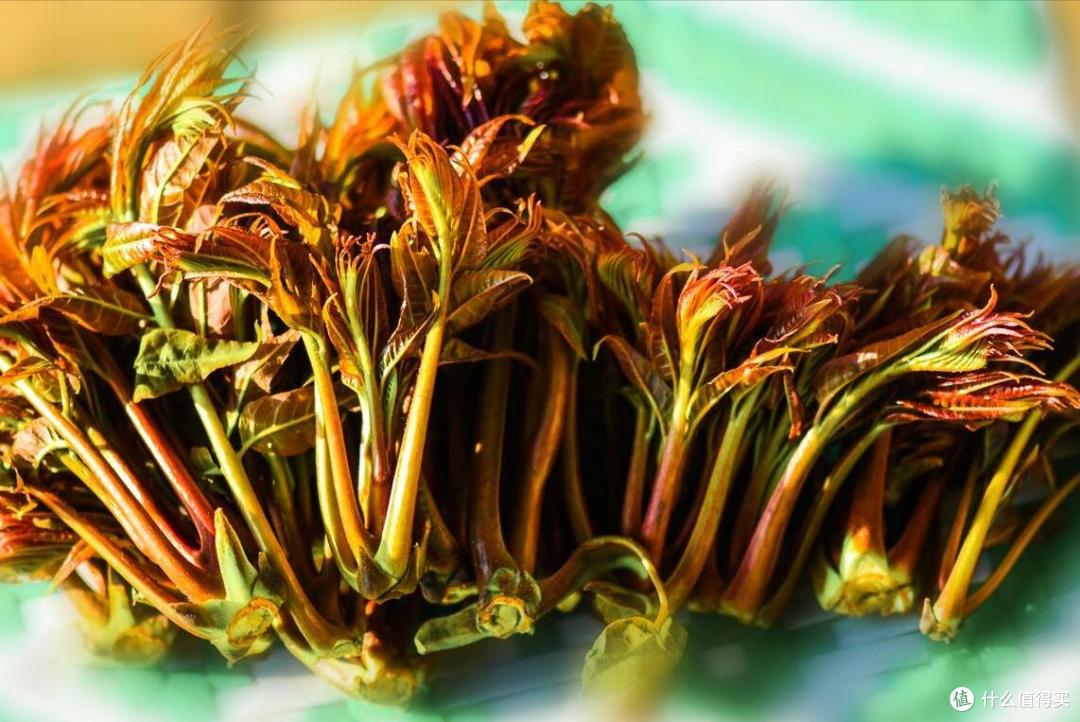买香椿时,要“红叶”还是“绿叶”?菜农:差别挺大,别买错了!
