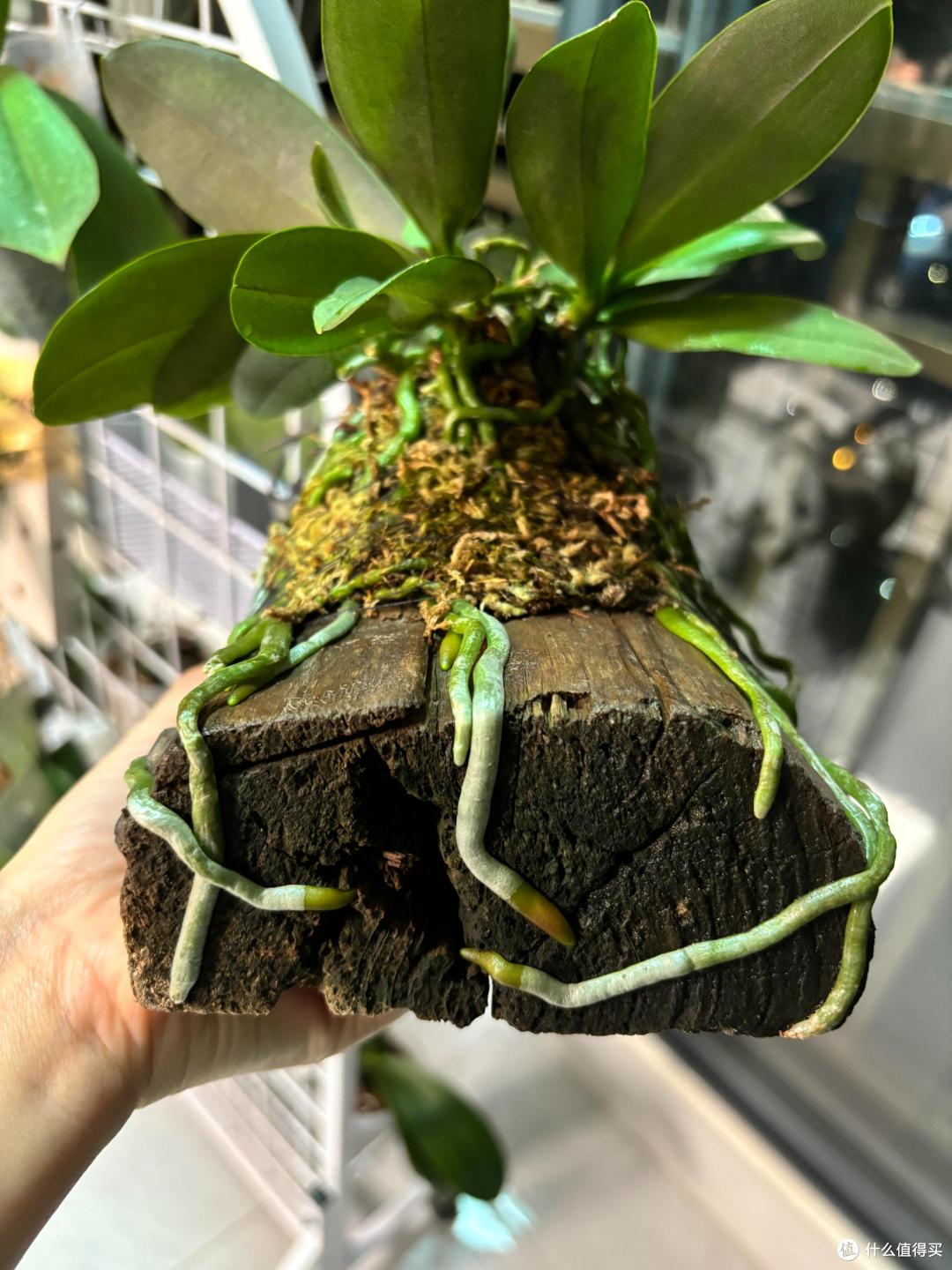 用烂木头种“蝴蝶兰”，一不小心就爆根了，网友：关键还很好看！