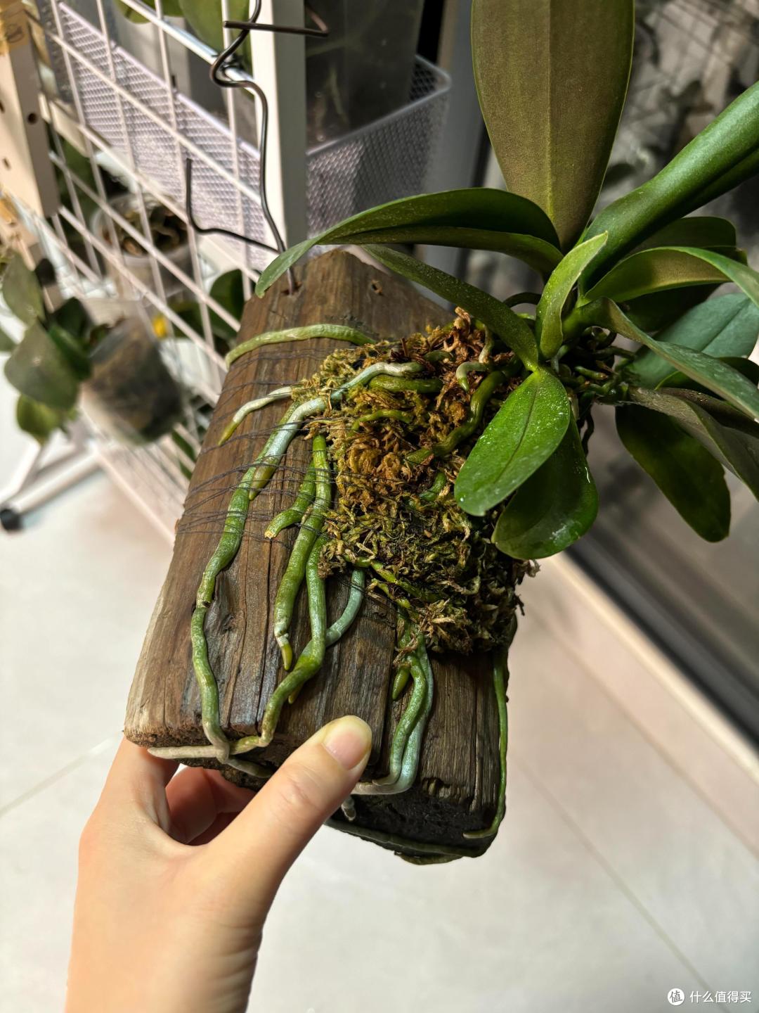 用烂木头种“蝴蝶兰”，一不小心就爆根了，网友：关键还很好看！