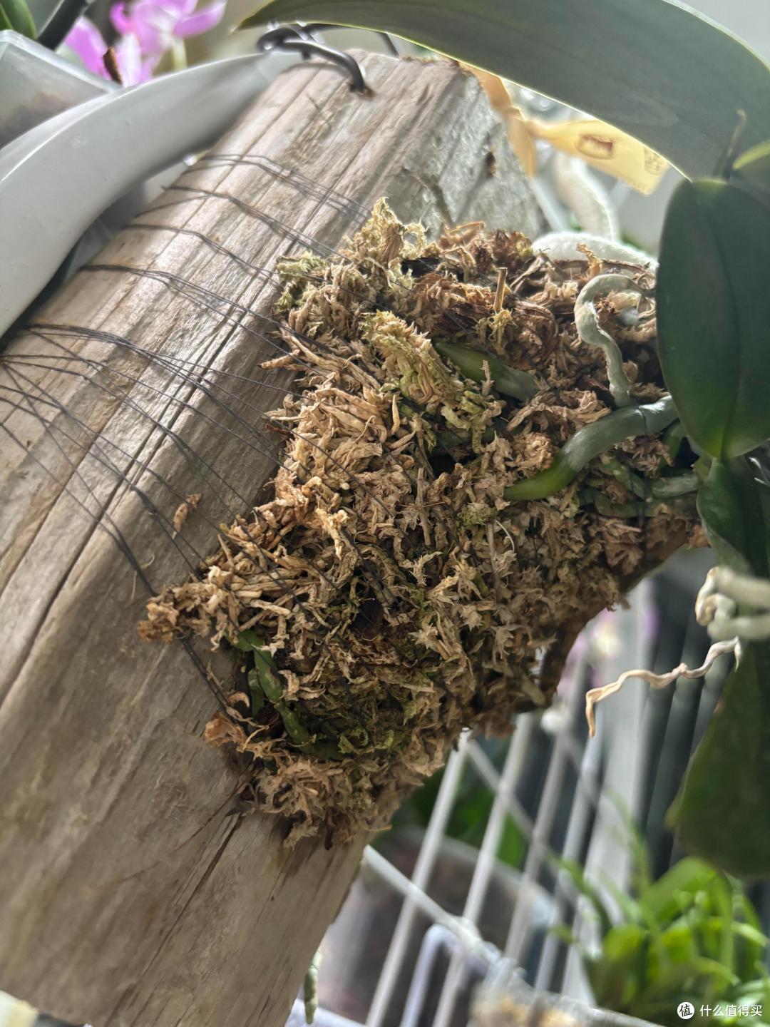 用烂木头种“蝴蝶兰”，一不小心就爆根了，网友：关键还很好看！