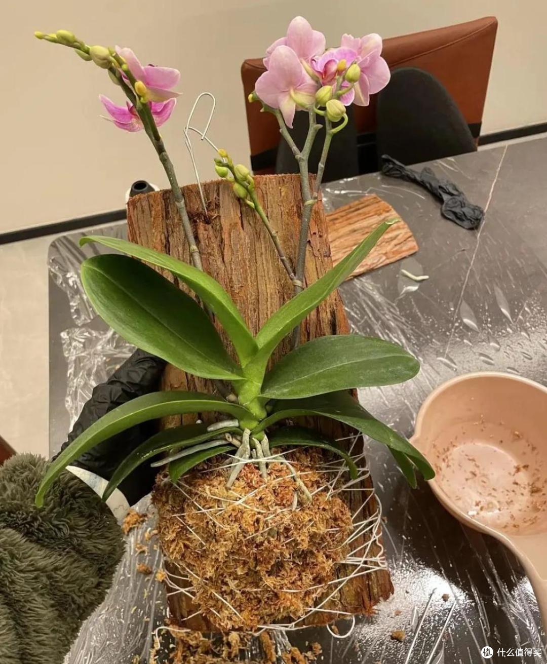 用烂木头种“蝴蝶兰”，一不小心就爆根了，网友：关键还很好看！