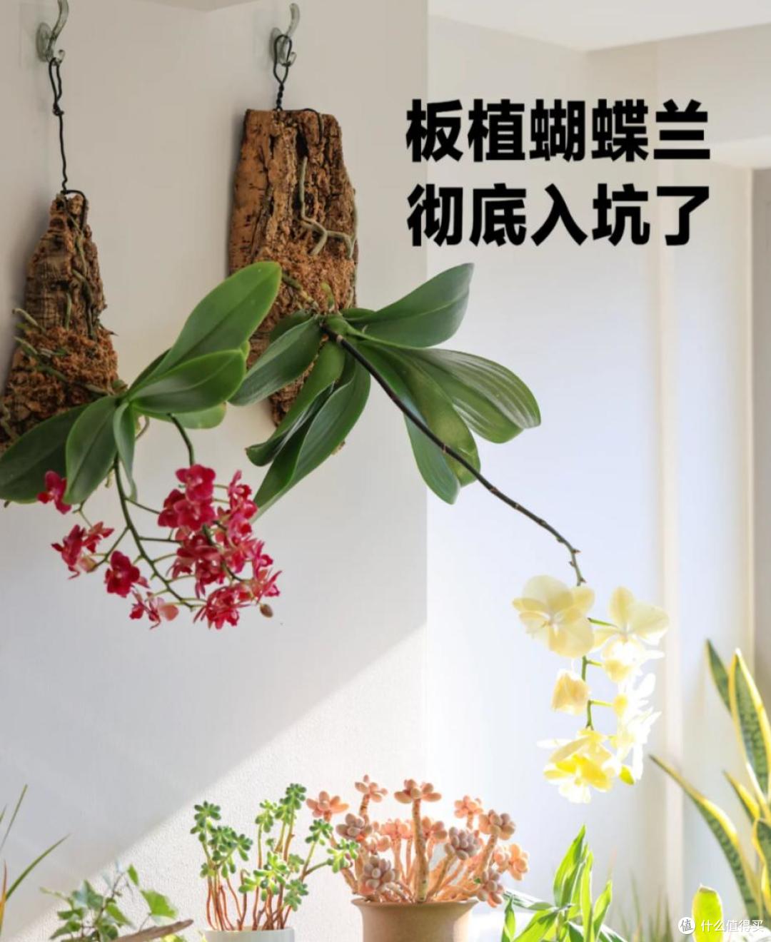 用烂木头种“蝴蝶兰”，一不小心就爆根了，网友：关键还很好看！