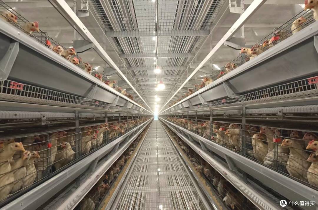 超市熟食区19.9的烤鸡，真的能吃吗？科学解析低价背后真相
