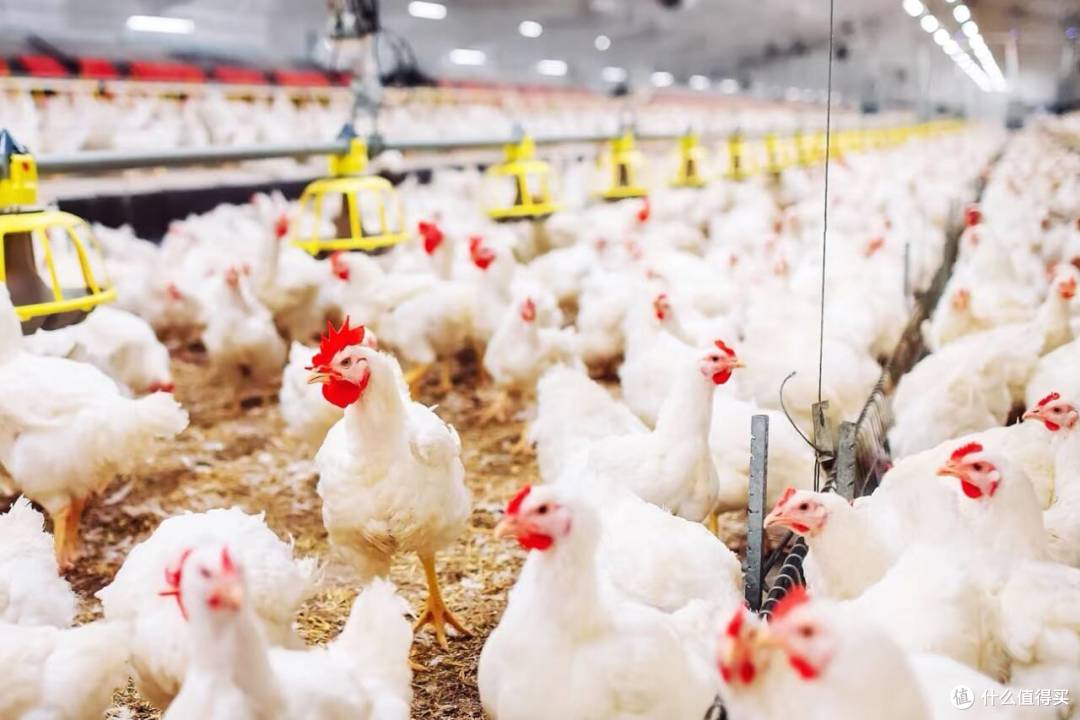 超市熟食区19.9的烤鸡，真的能吃吗？科学解析低价背后真相