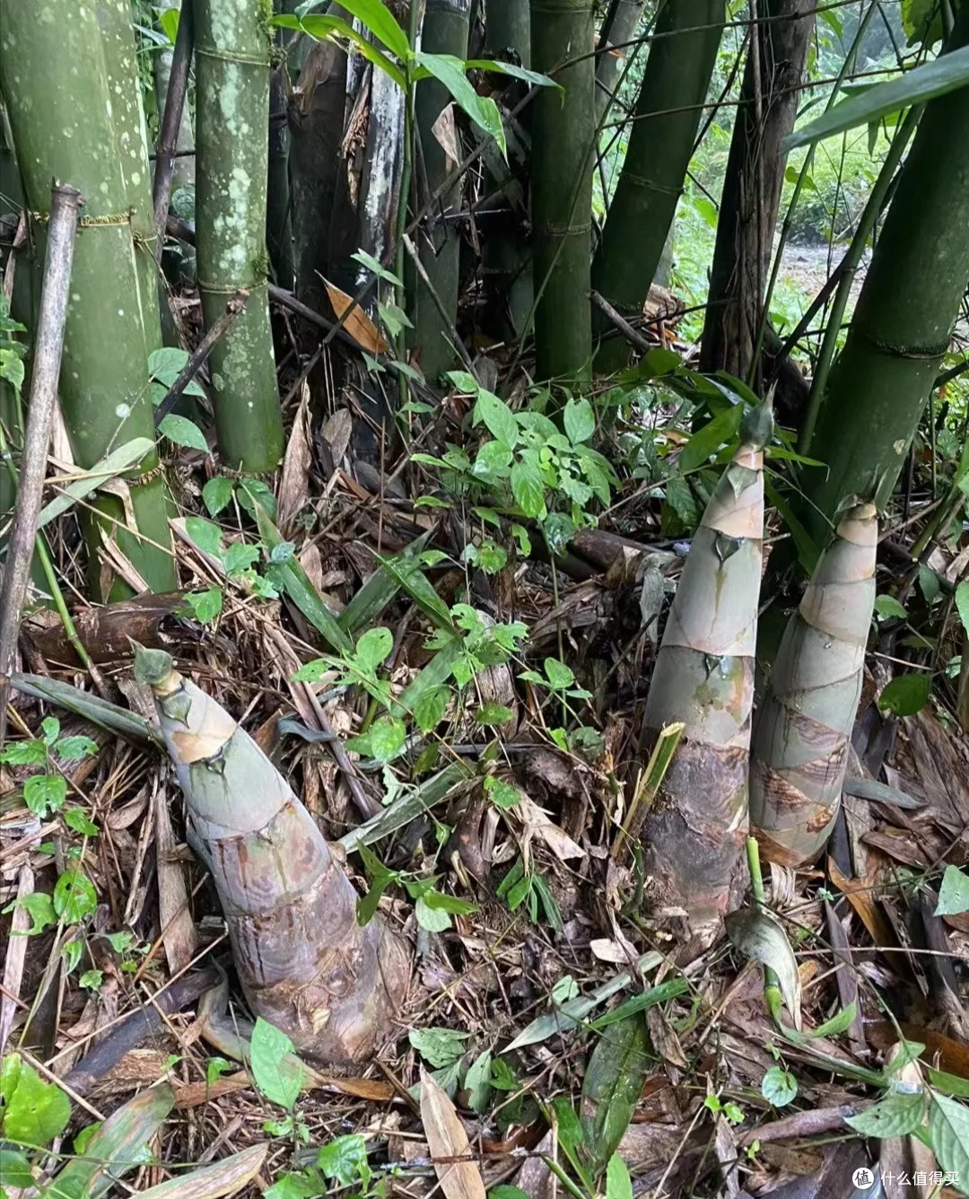 破土的春日珍宝你有挖过吗?——竹笋