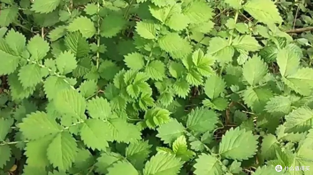 被忽视的宝藏:路边的龙牙草别错过了哟?