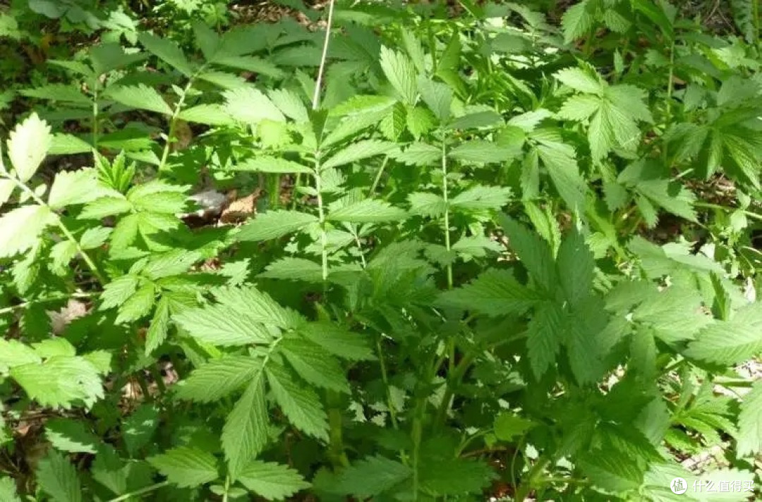 被忽视的宝藏:路边的龙牙草别错过了哟?