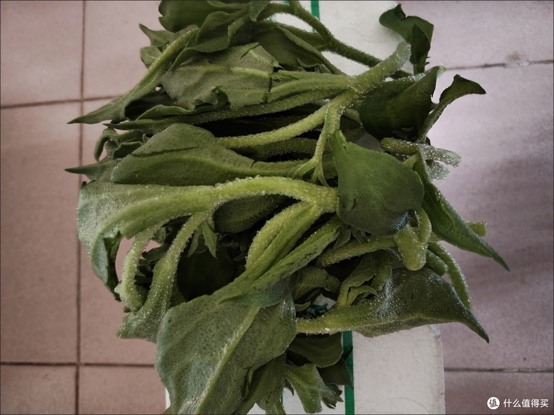 春困克星,分享我提神醒脑新趣美食鲜冰草