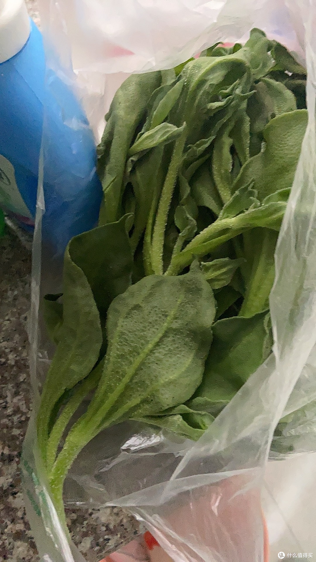 春困克星,分享我提神醒脑新趣美食鲜冰草