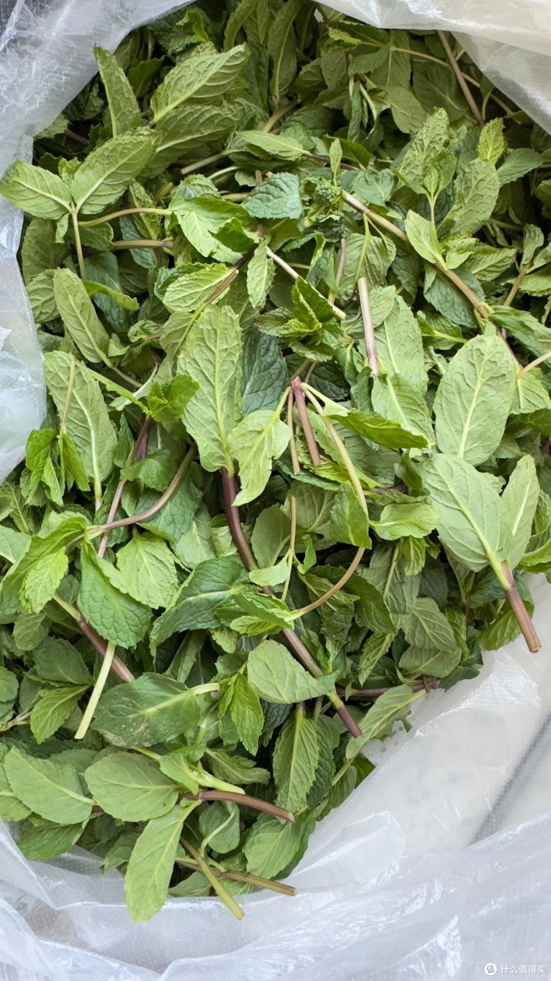 春困克星,分享我提神醒脑新趣美食,美味薄荷烤排骨
