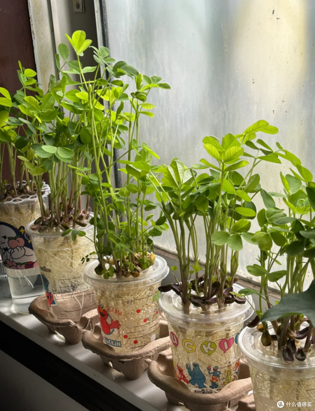 发芽的花生丢水里,12天养成绿色小盆栽,不花钱,却好看!