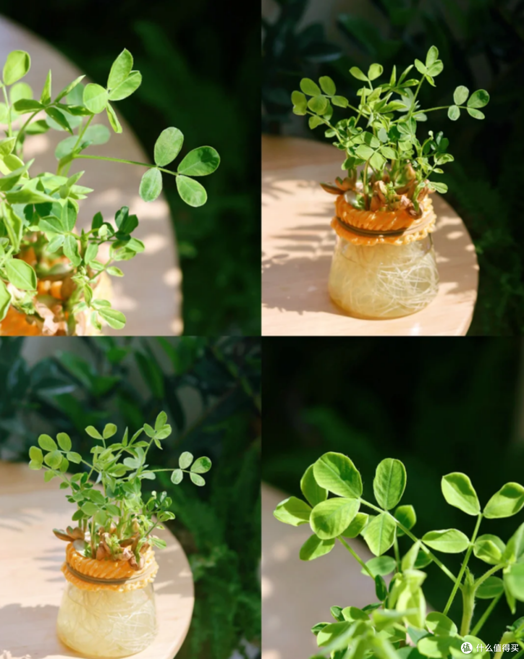 发芽的花生丢水里,12天养成绿色小盆栽,不花钱,却好看!
