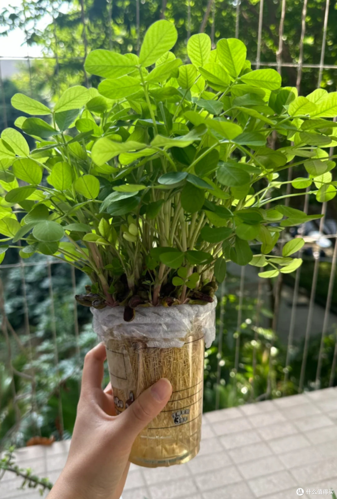 发芽的花生丢水里,12天养成绿色小盆栽,不花钱,却好看!
