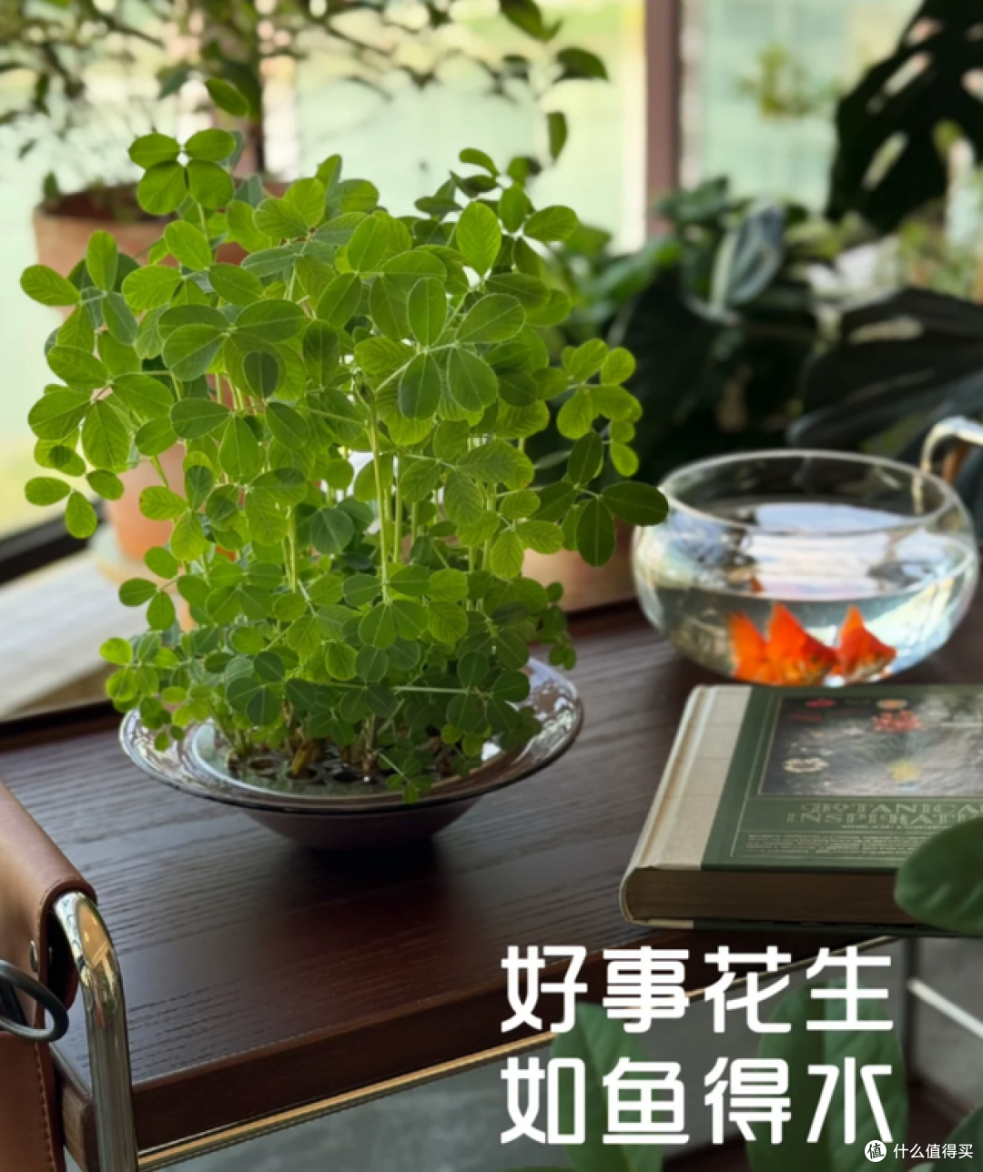 发芽的花生丢水里,12天养成绿色小盆栽,不花钱,却好看!