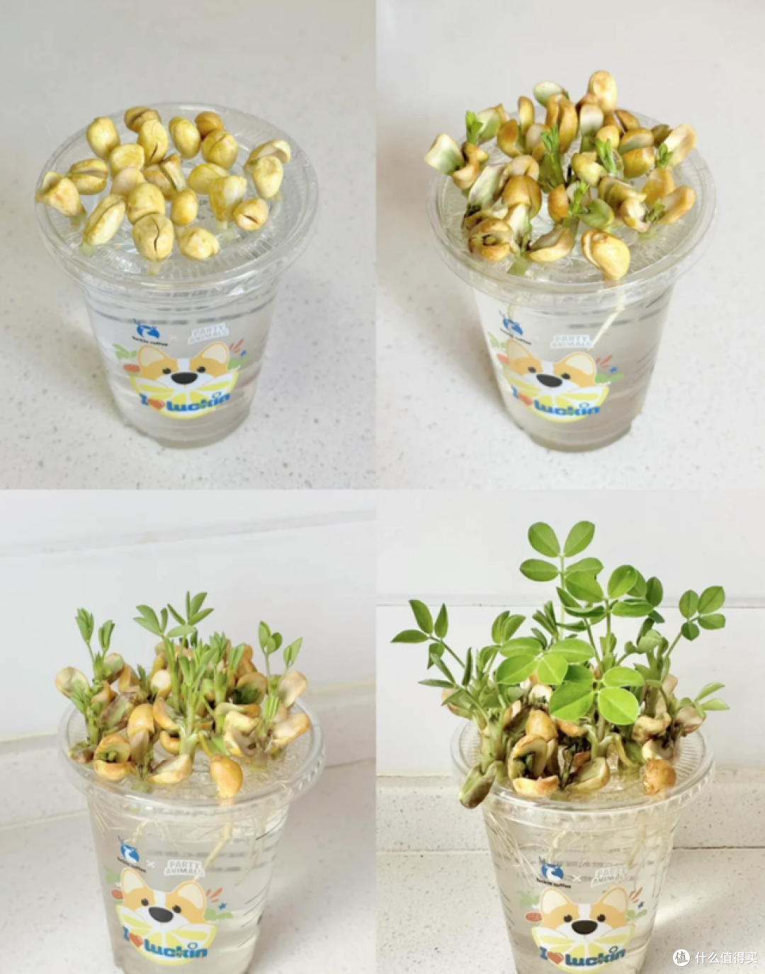 发芽的花生丢水里,12天养成绿色小盆栽,不花钱,却好看!