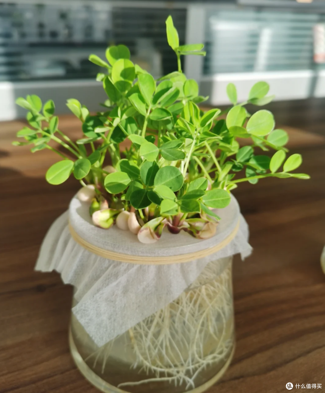 发芽的花生丢水里,12天养成绿色小盆栽,不花钱,却好看!