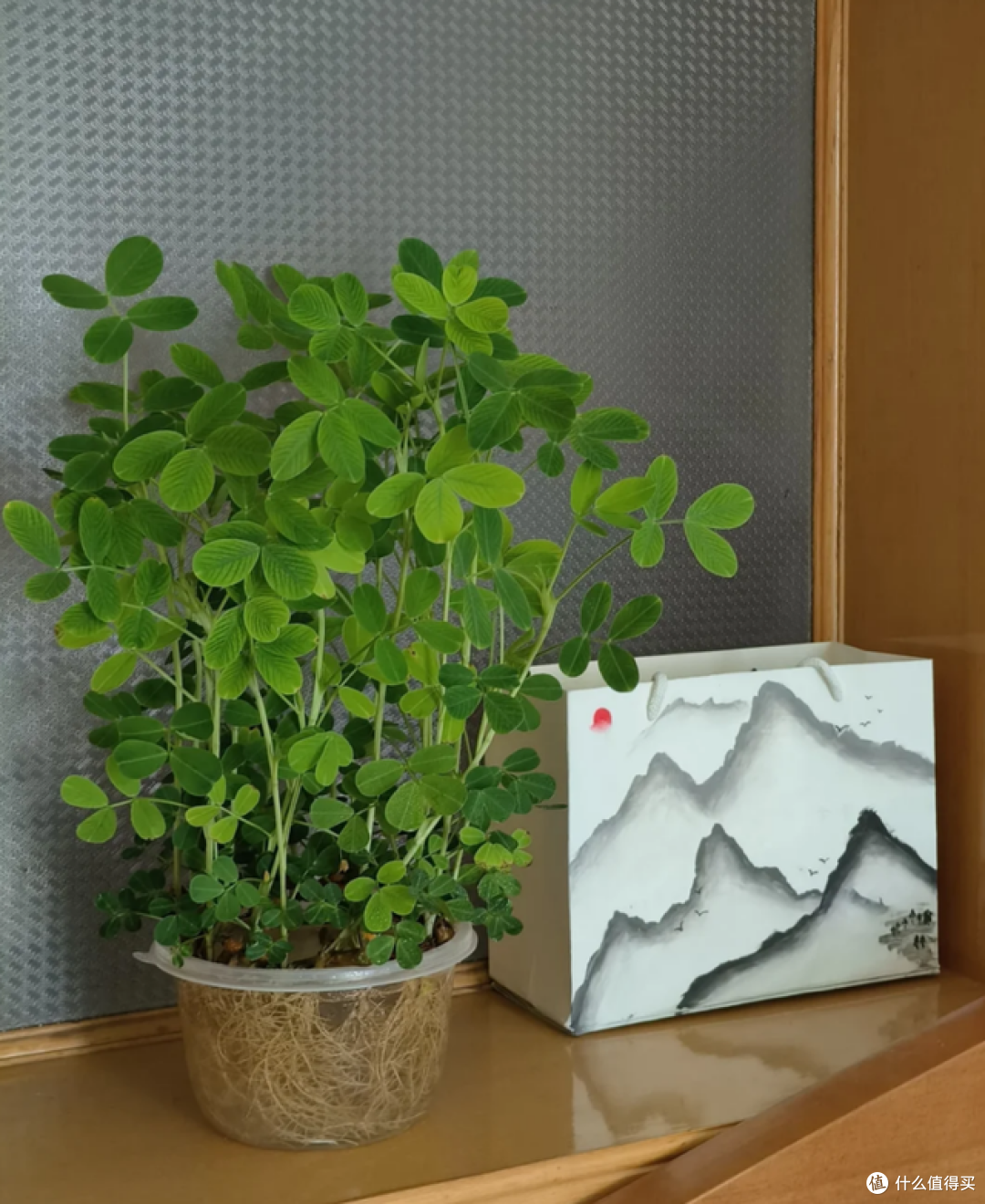 发芽的花生丢水里,12天养成绿色小盆栽,不花钱,却好看!