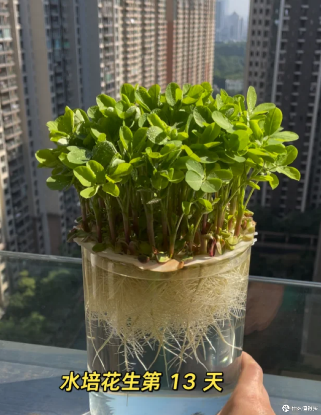 发芽的花生丢水里,12天养成绿色小盆栽,不花钱,却好看!