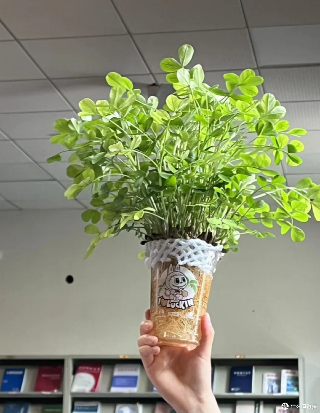 发芽的花生丢水里,12天养成绿色小盆栽,不花钱,却好看!