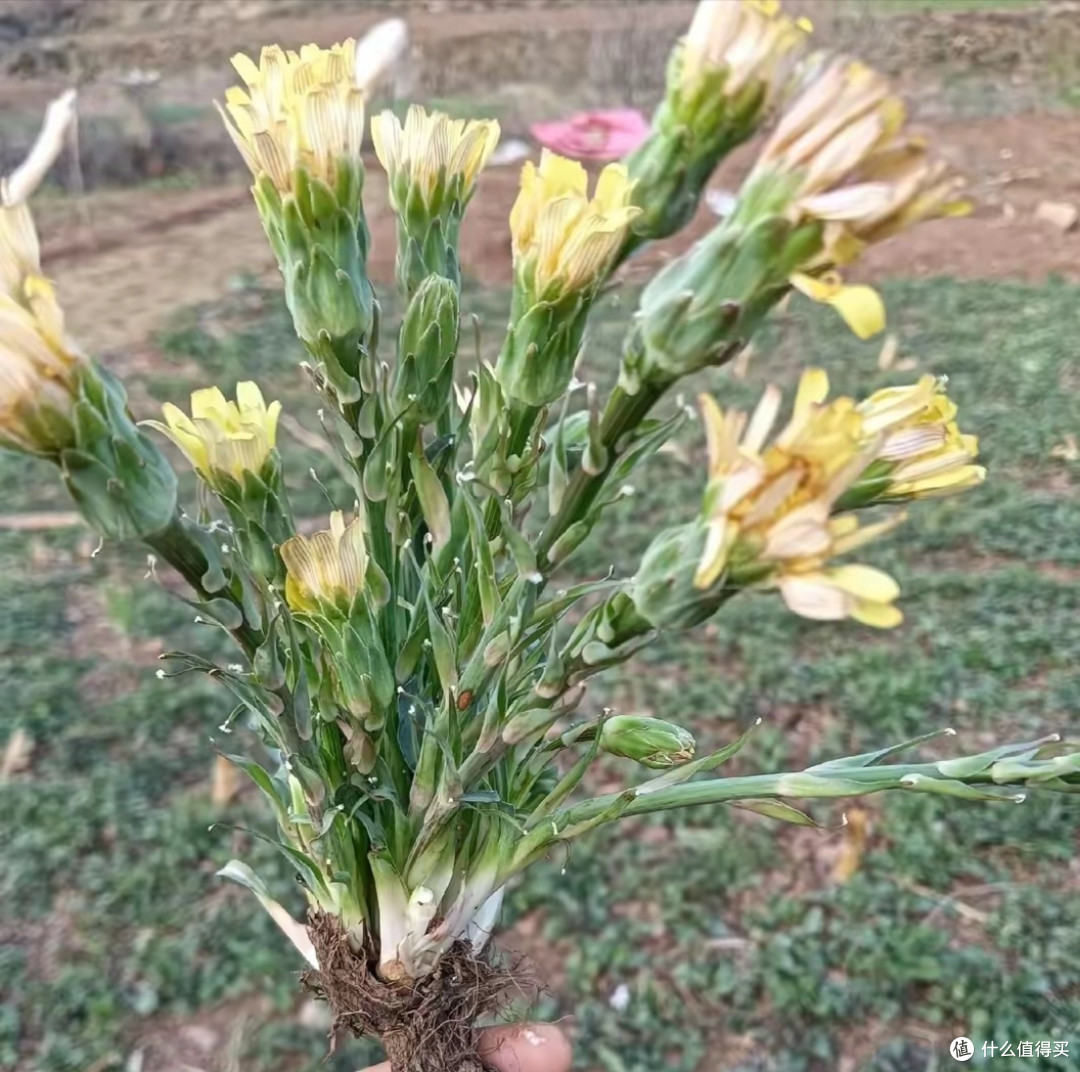 农村常见鸦葱如今踪迹难寻,你有见过吗?