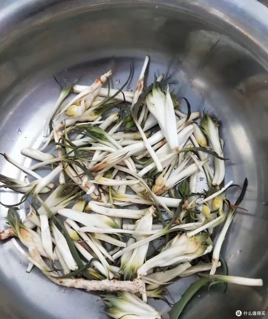 农村常见鸦葱如今踪迹难寻,你有见过吗?