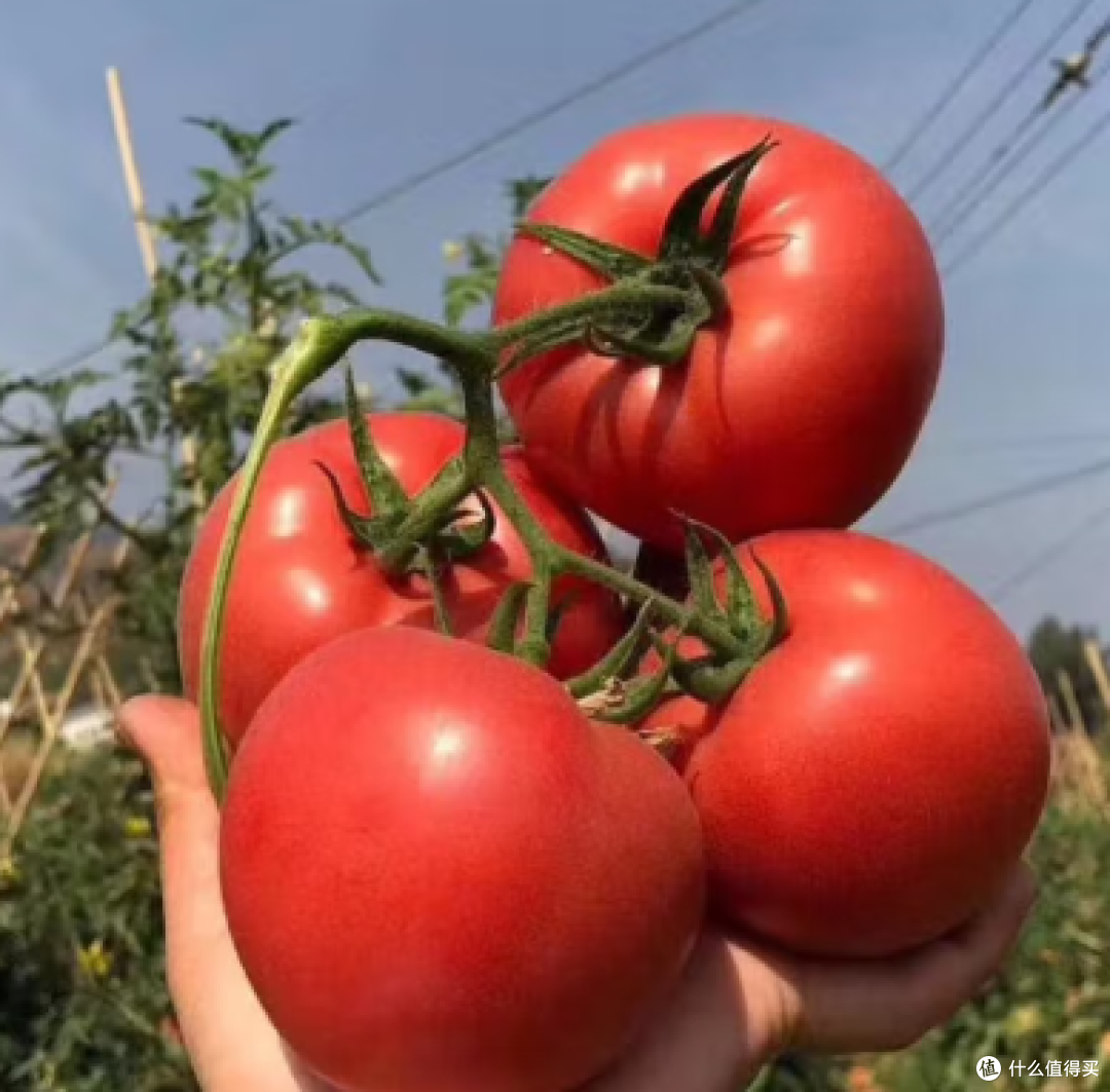 夏日“红宝石”的魅力:解锁西红柿的N种健康吃法