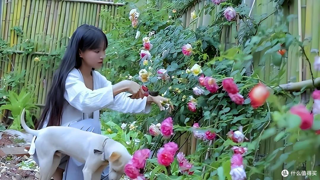 看过李子柒的小庭院,才发现它是多数人的“梦中情宅”,网友:对