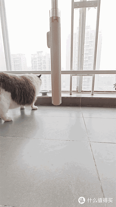 啪的一下，猫都被吓到了