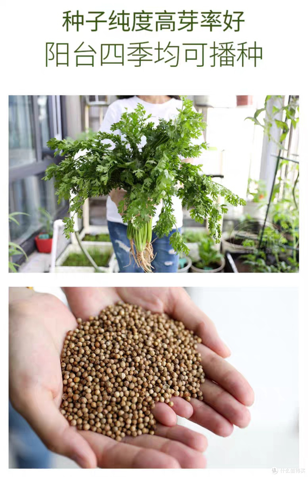 快乐收🥬轻松拥有~好养活品种悔没早知道,在家种菜这么简单!
