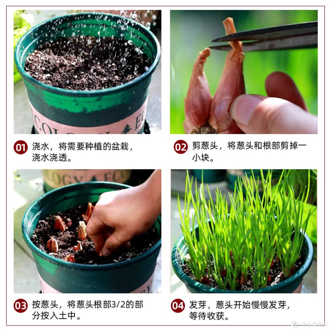 快乐收🥬轻松拥有~好养活品种悔没早知道,在家种菜这么简单!