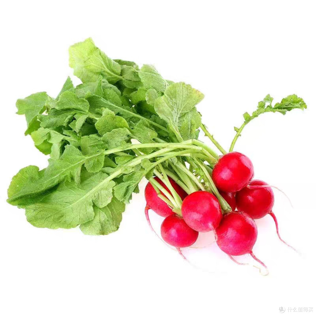 快乐收🥬轻松拥有~好养活品种悔没早知道,在家种菜这么简单!