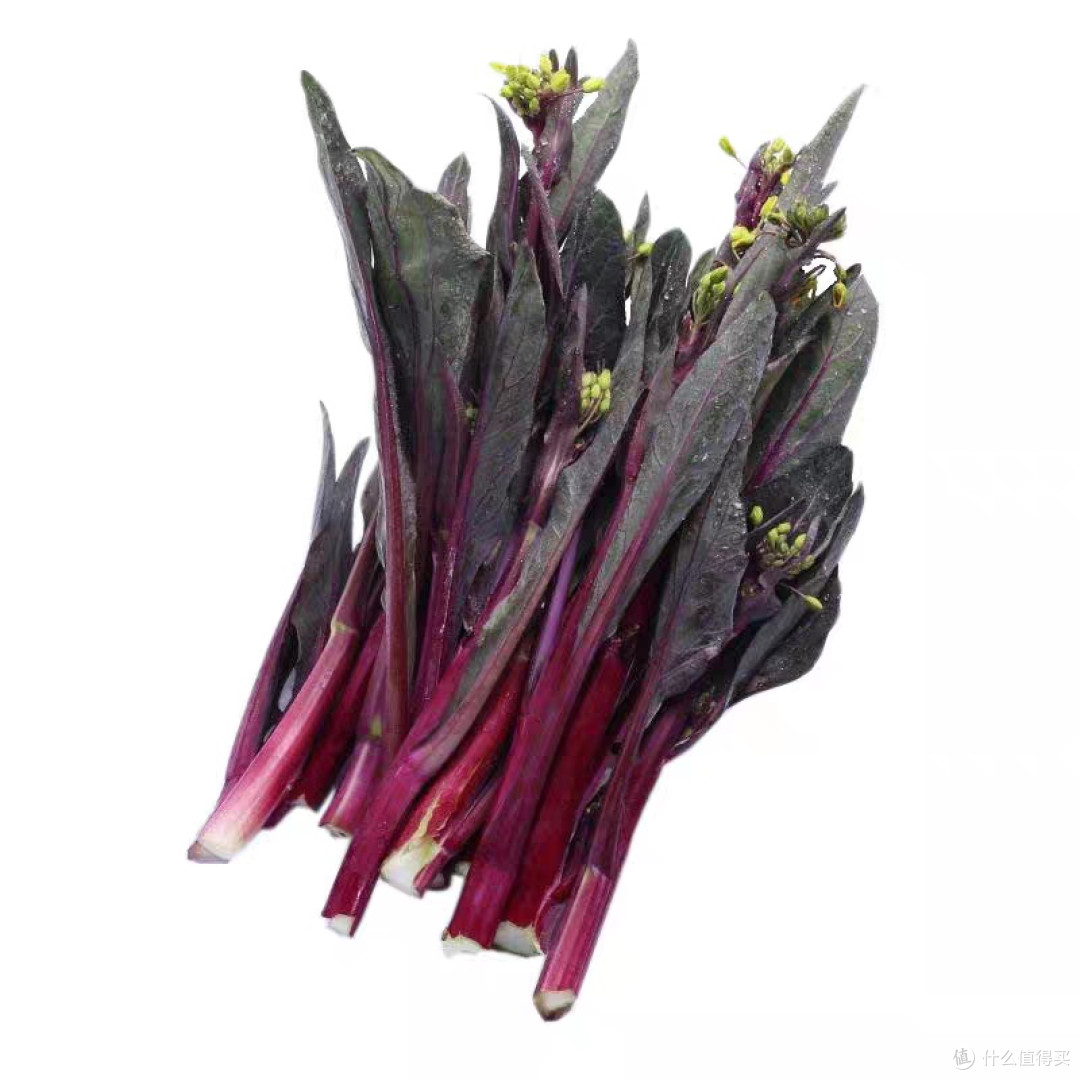 快乐收🥬轻松拥有~好养活品种悔没早知道,在家种菜这么简单!