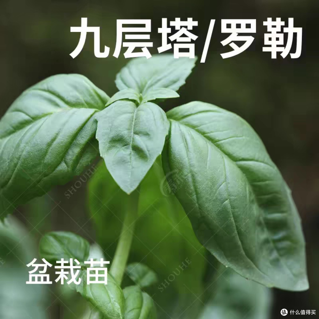 快乐收🥬轻松拥有~好养活品种悔没早知道,在家种菜这么简单!