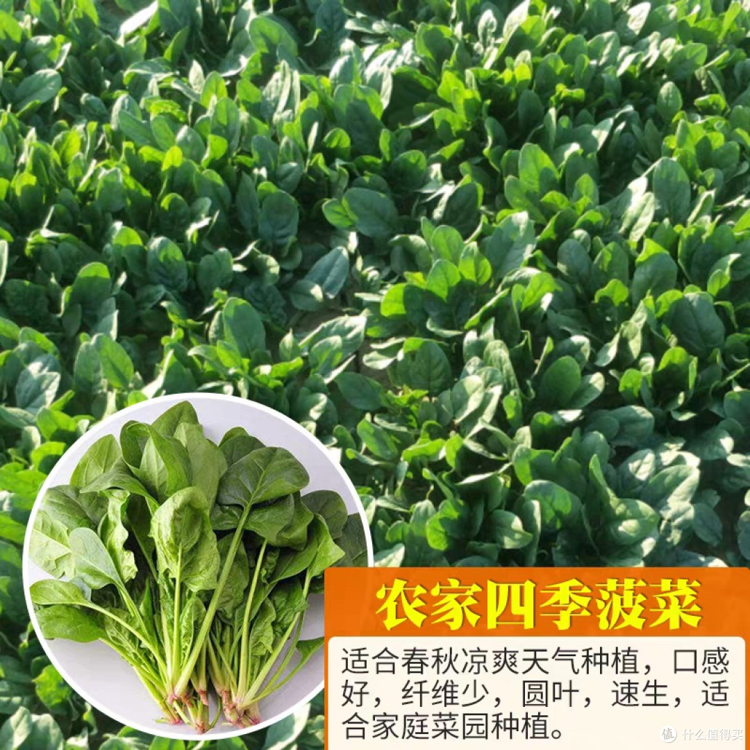 快乐收🥬轻松拥有~好养活品种悔没早知道,在家种菜这么简单!