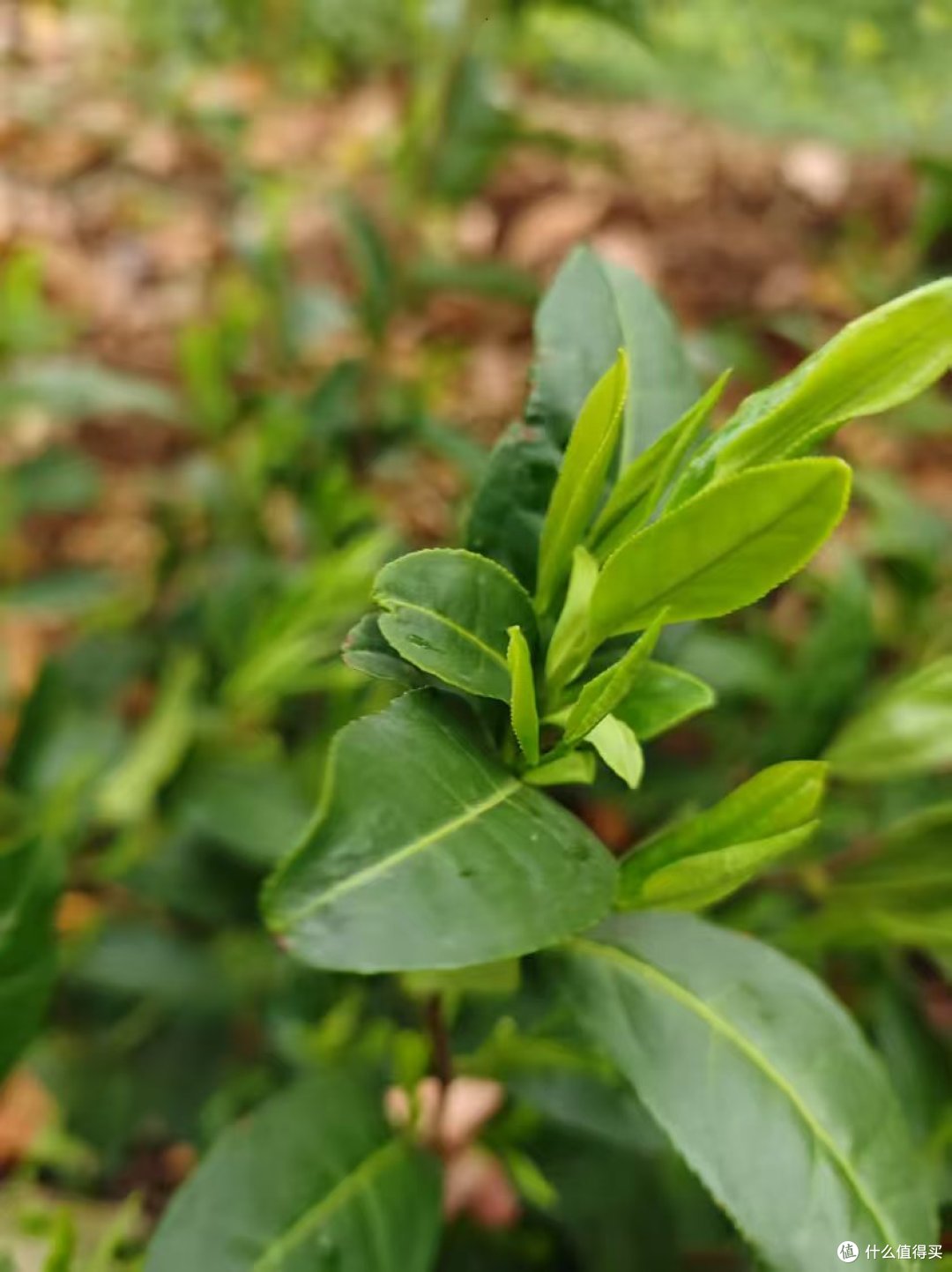 到洞庭山东山岛喝茶;洞庭碧螺春的进一步研究