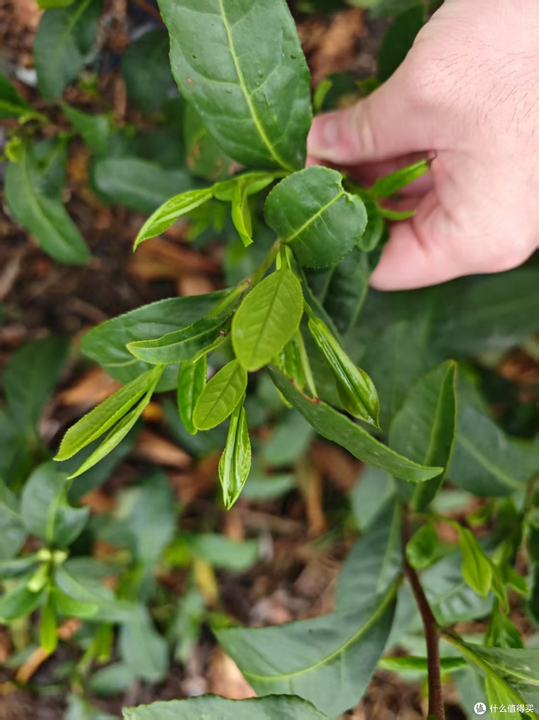 到洞庭山东山岛喝茶;洞庭碧螺春的进一步研究