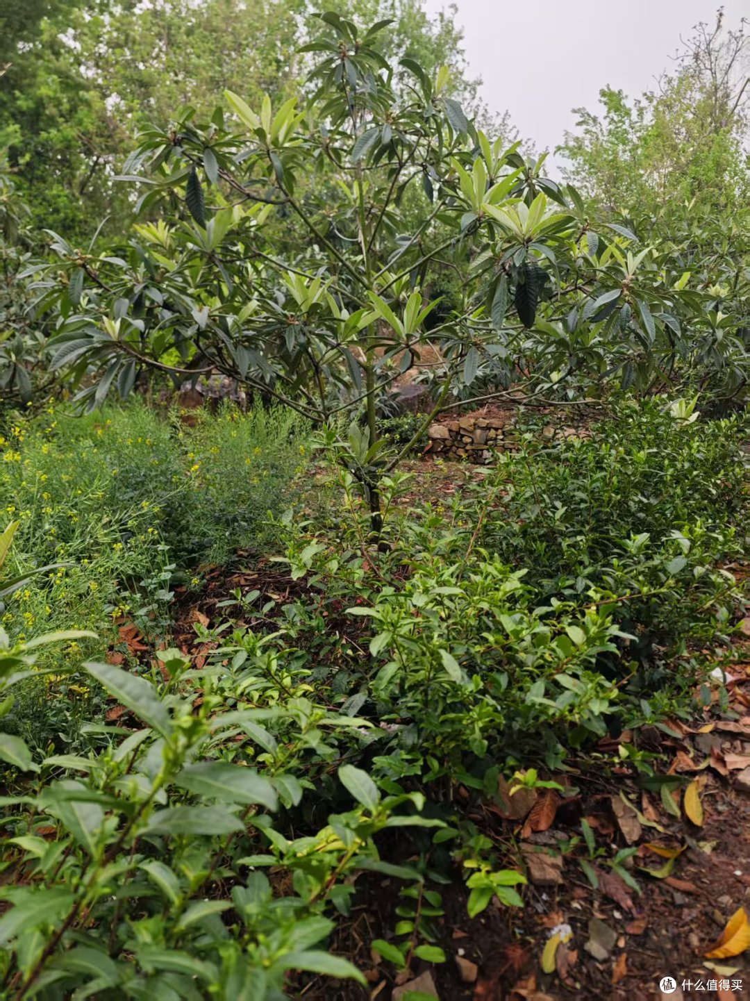 到洞庭山东山岛喝茶;洞庭碧螺春的进一步研究
