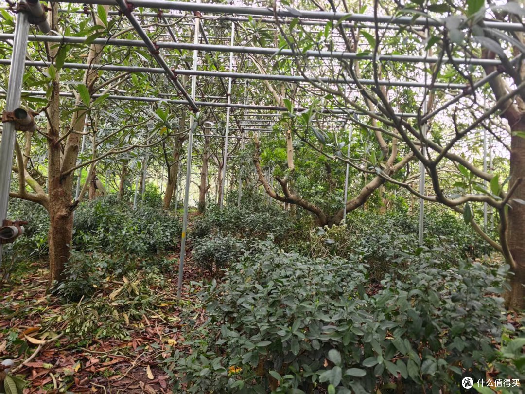 到洞庭山东山岛喝茶;洞庭碧螺春的进一步研究