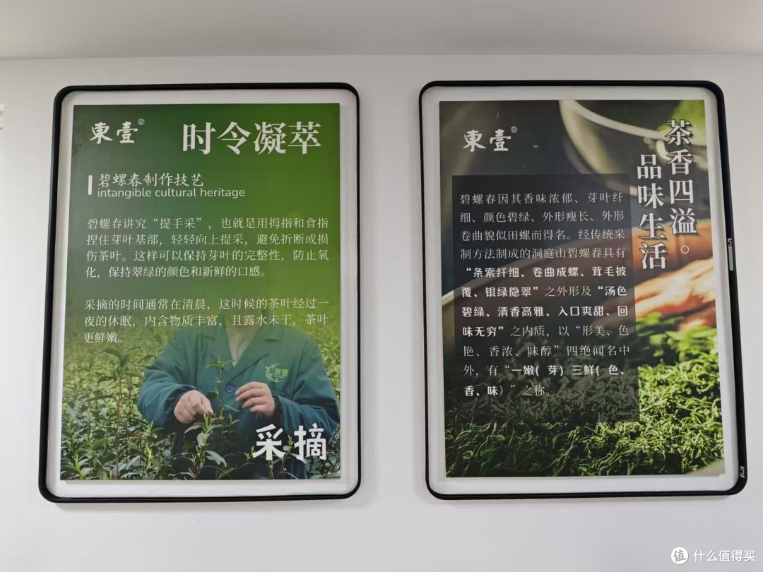 到洞庭山东山岛喝茶;洞庭碧螺春的进一步研究